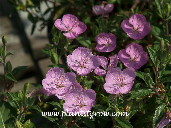 Nice magenta colored flowers.  A nice change from the usual yellow.